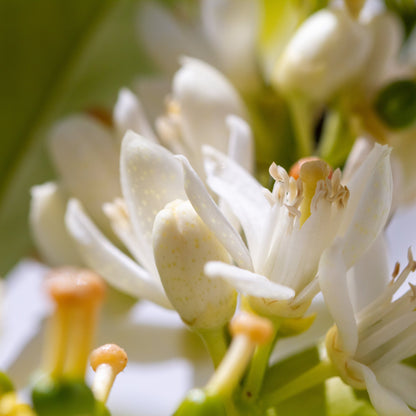 Neroli Nourishing Hand Butter