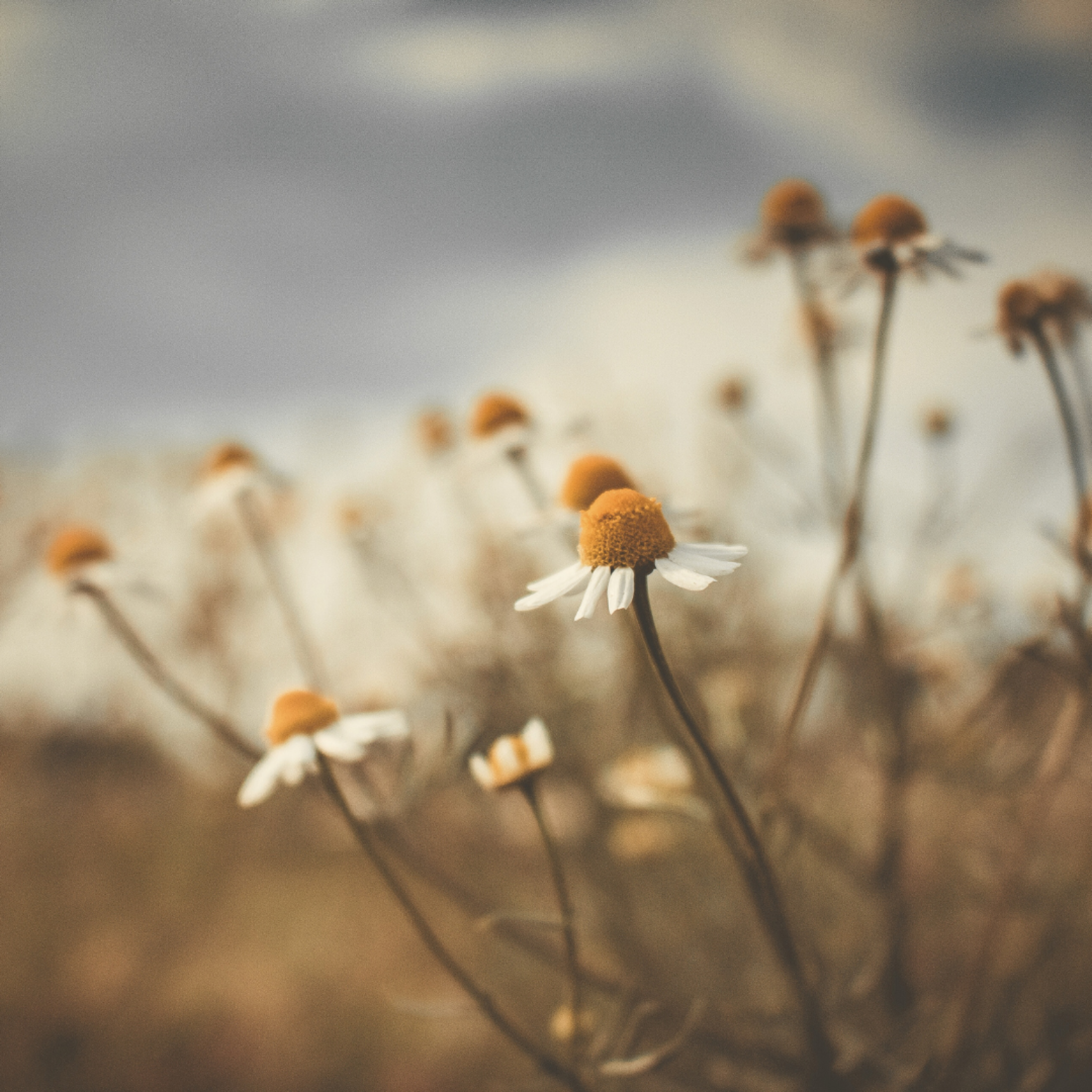 Close up of chamomile flowers growing on in warm sunlight. 