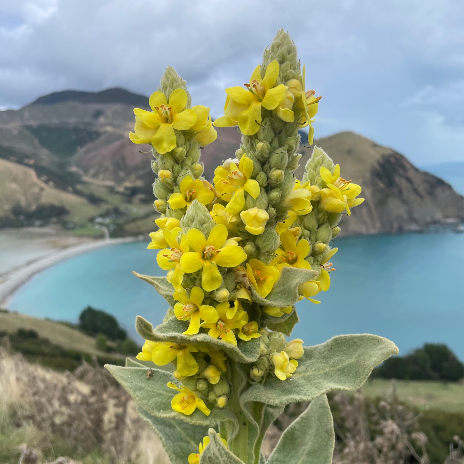 Mullein Tea