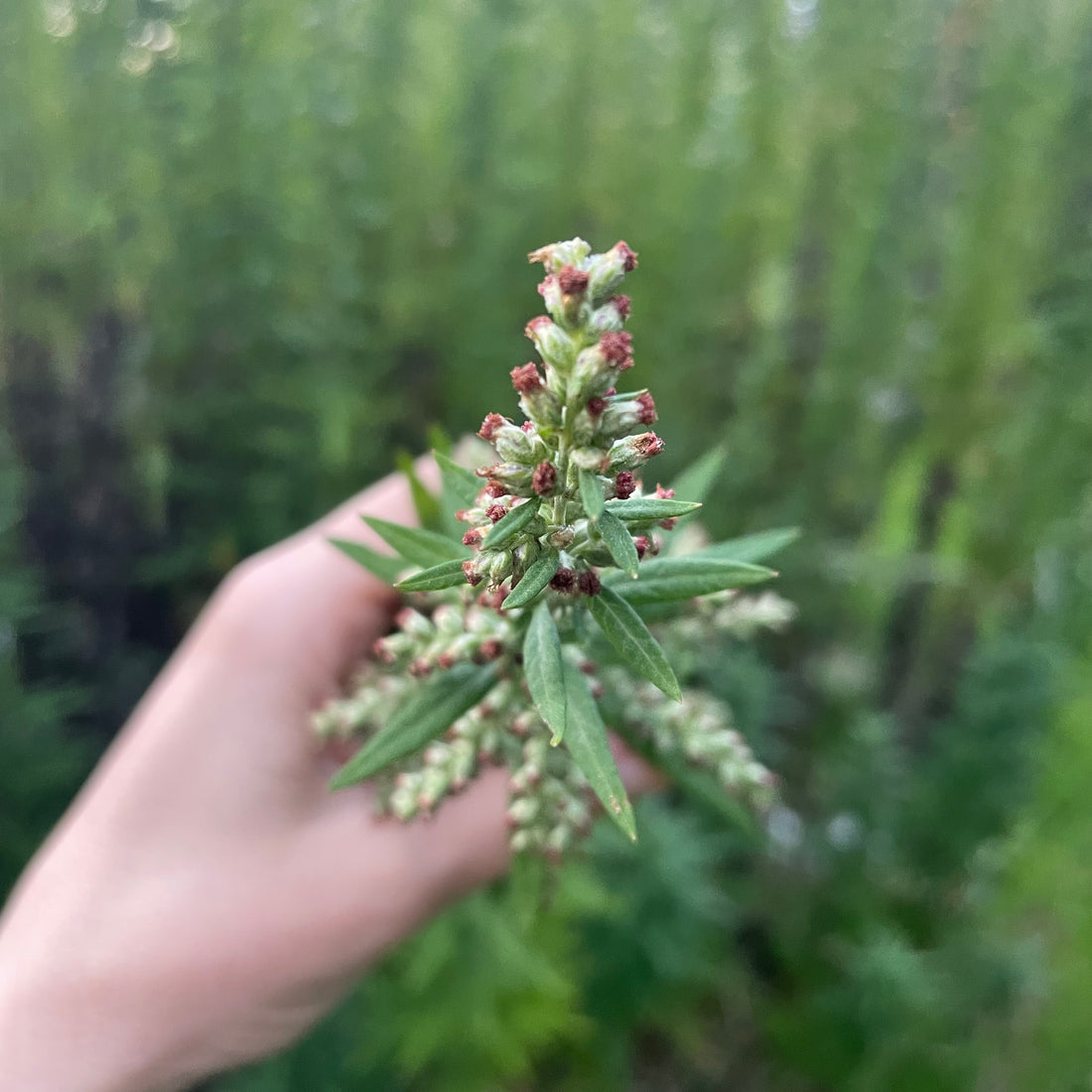 Mugwort Tea