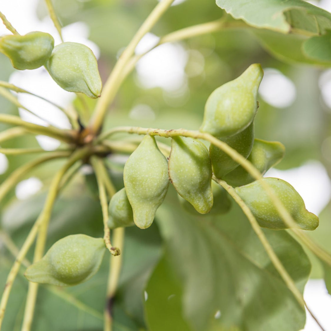 Avocado green coloured fruit of the Kakadu Plum plant.