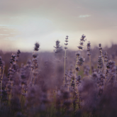 A purple field of lavender flowers. 