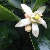 Close up of white neroli blossom and dark green foliage. 