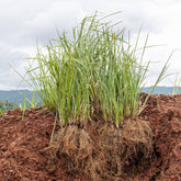 Vetiver grass growing in soil with roots exposed, the source of its essential oil.