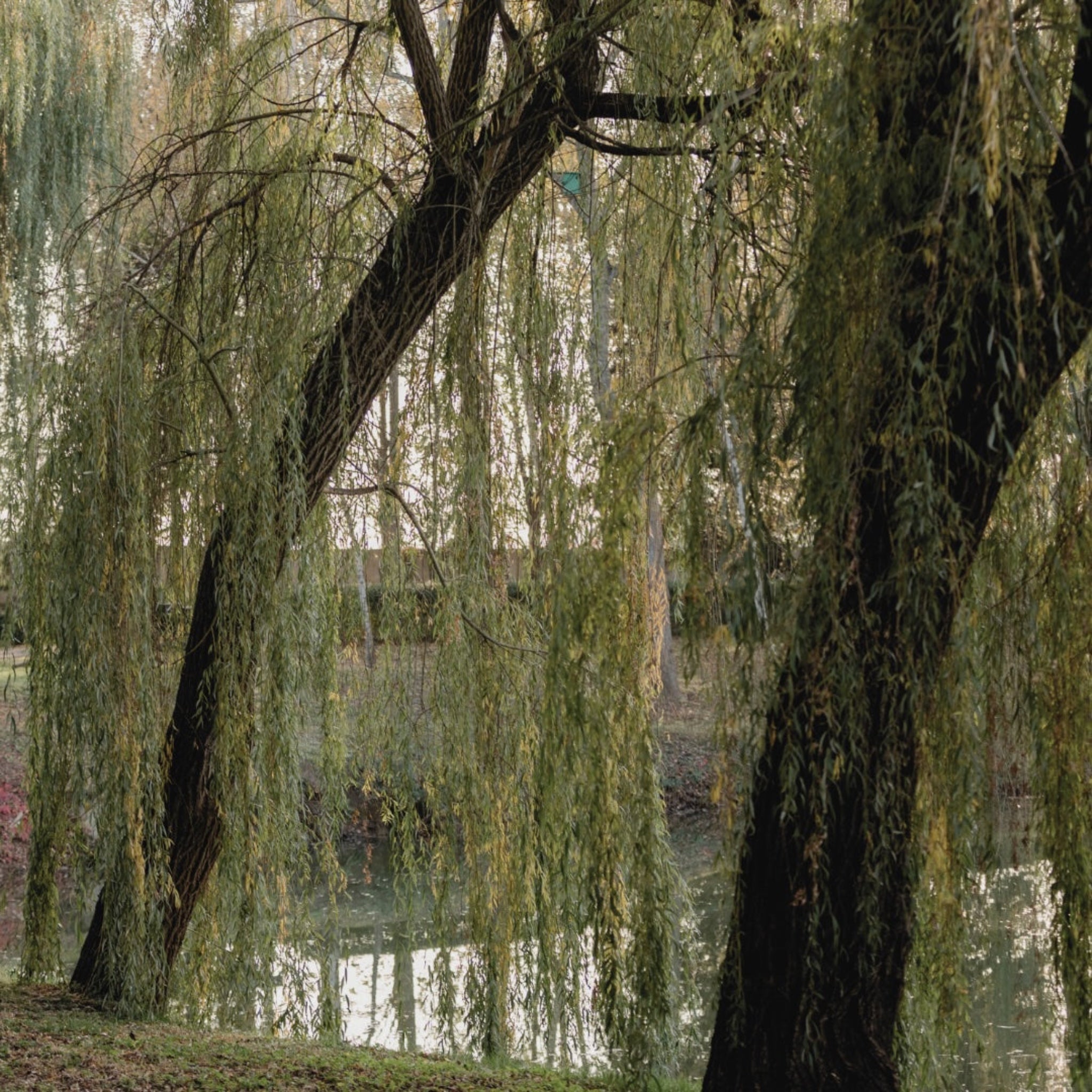 Two Weeping Willows by a pond. 