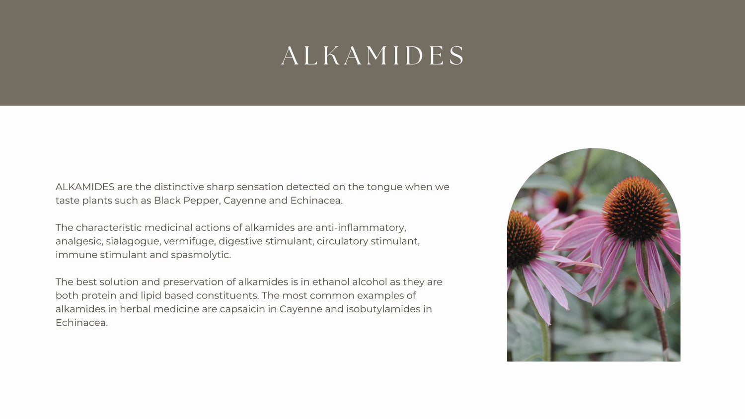 A sample page from Constituents about Alkamides with an image of Echinacea. 