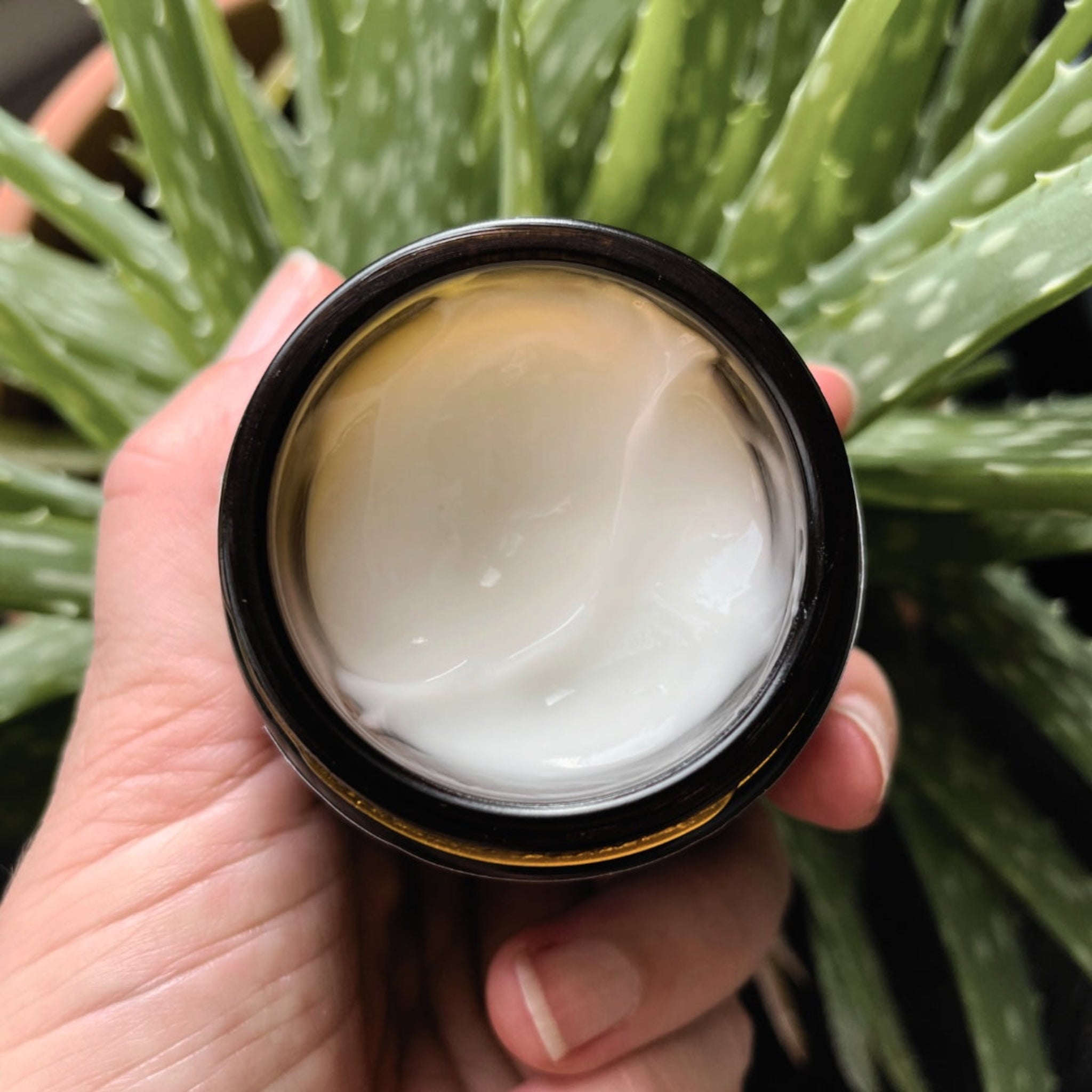 Hand holding open jar of creamy white Aloe Lavandula gel infront of an aloe vera plant. 