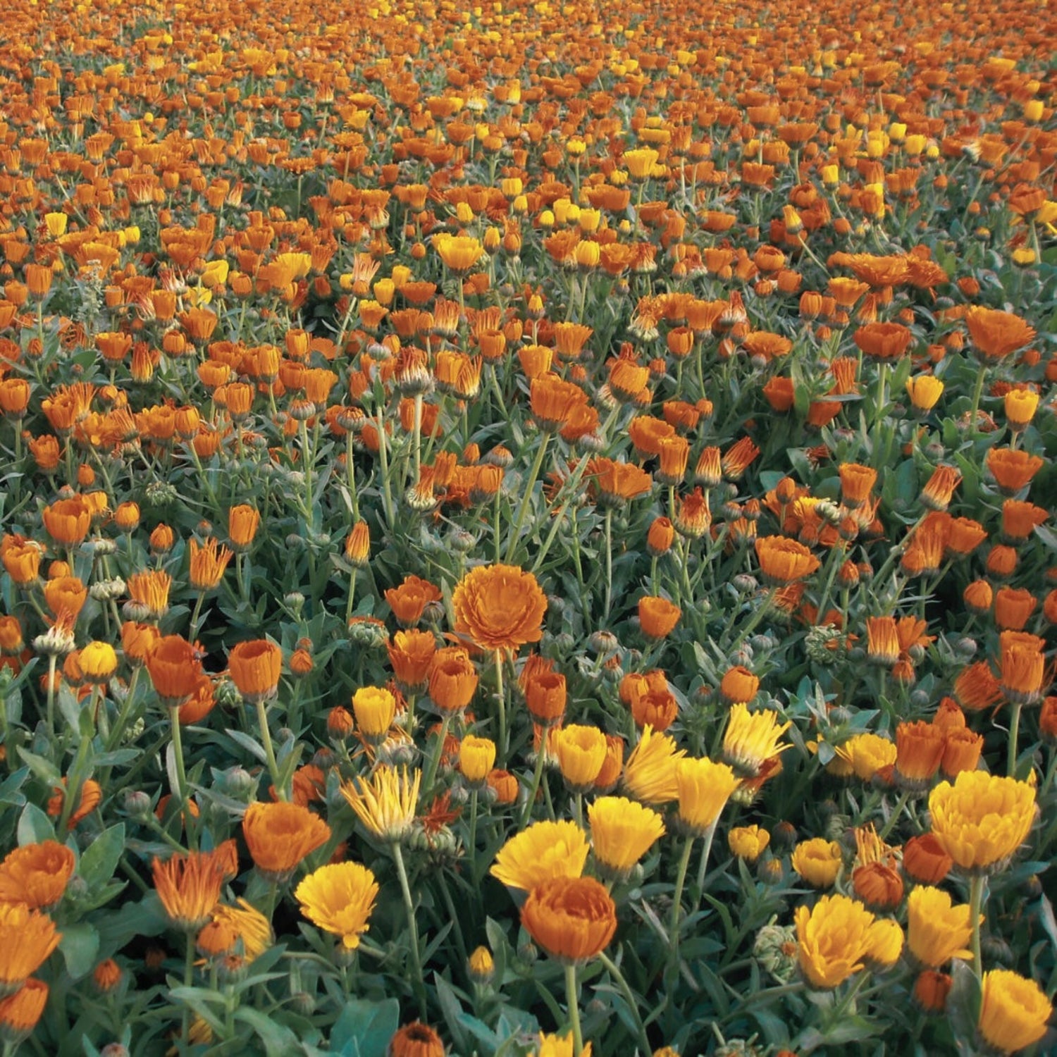 A field of orange and yellow calendula flowers.