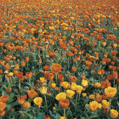 A field of orange and yellow calendula flowers.