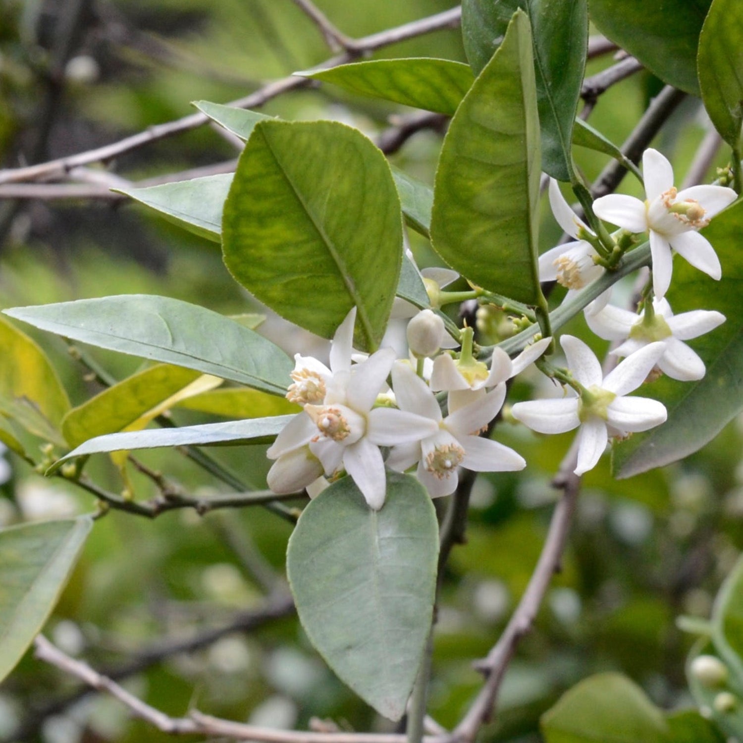 A branch of beautiful white bitter orange blossoms.