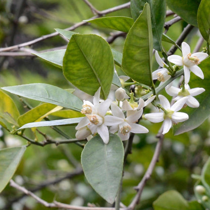 A branch of beautiful white bitter orange blossoms.