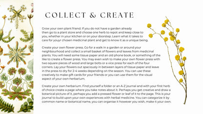 A page from the Herbarium e-book about collecting plants and creating your own herbarium.