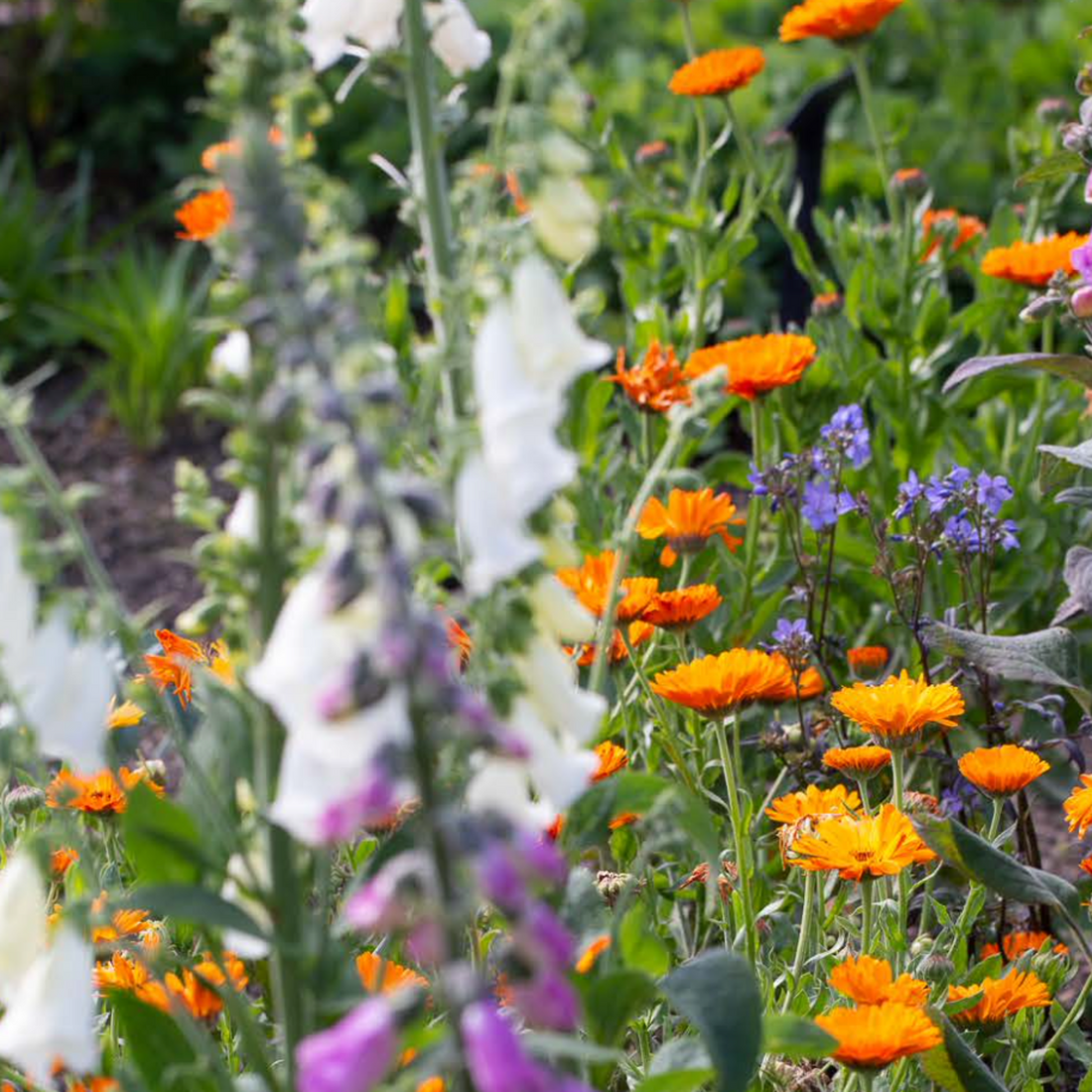 Gardens herbs including calendula.