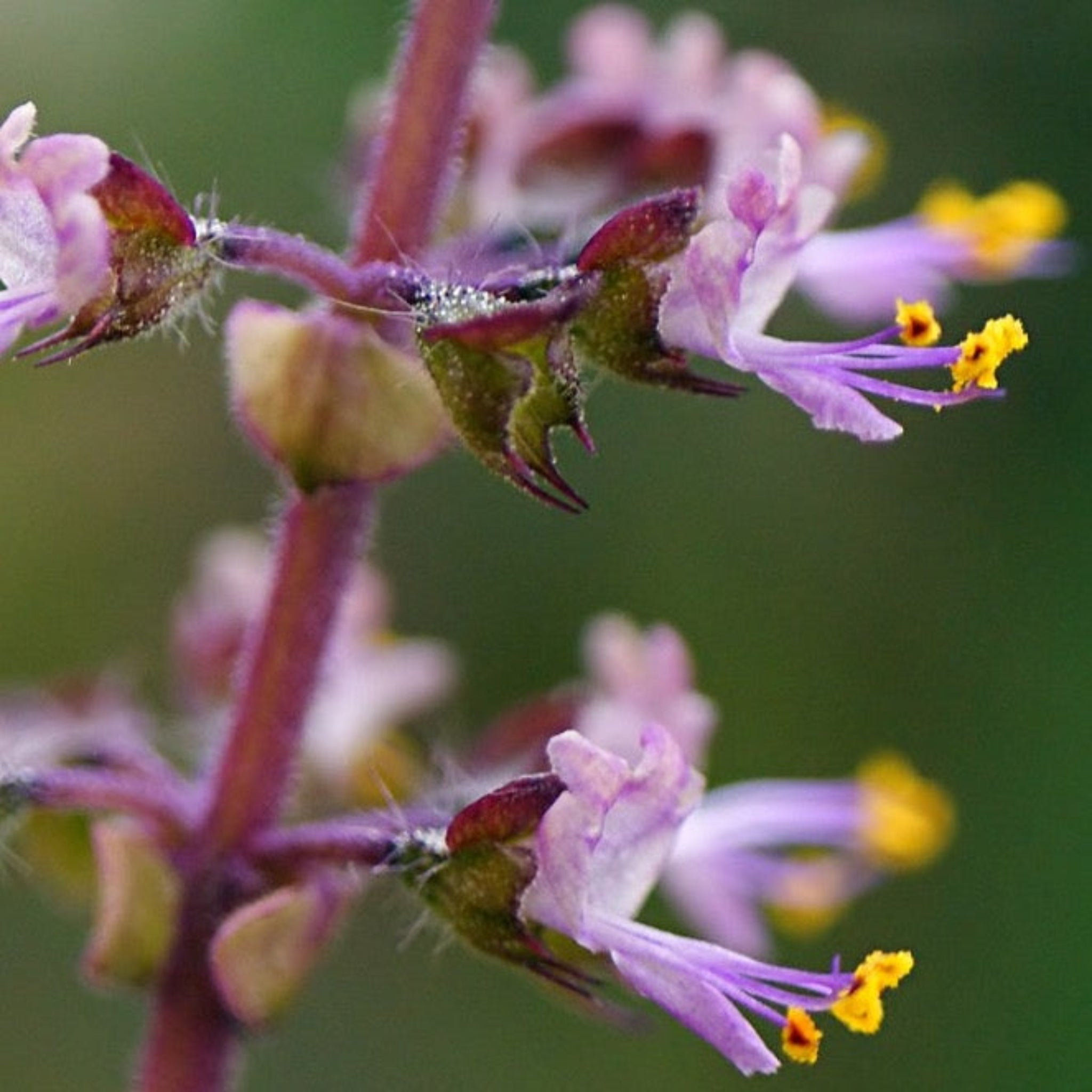 Close up of Holy Basil blossoms, little purple flowers with yellow pollen on the end of their stamen. 