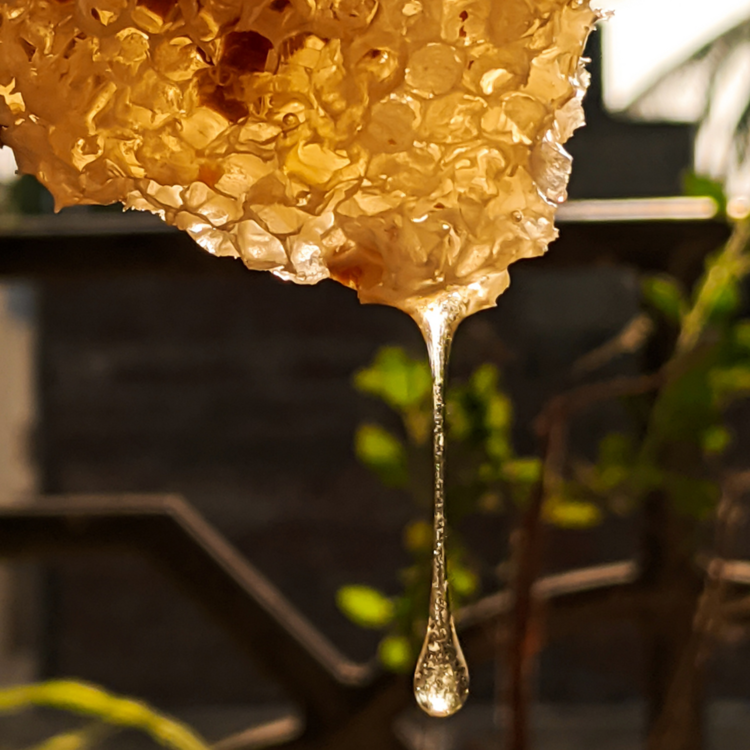 Golden honey dripping from honeycomb with blurred garden background. 