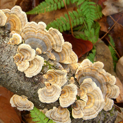 Turkey Tail