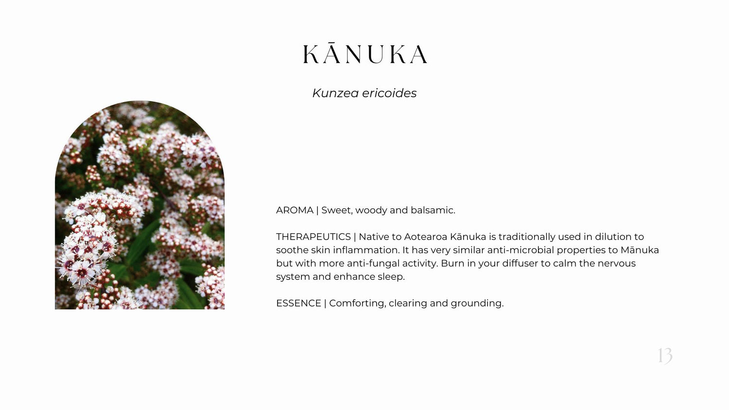 A sample page out of the aroma therapy e-book about Kānuka, including its aroma, therapeutics and essence. 