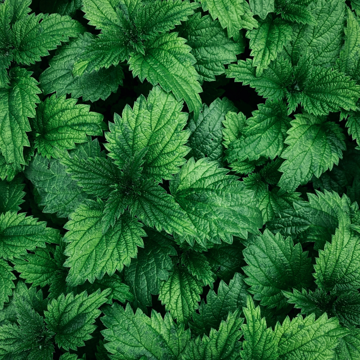 Close up of vibrant, rich green nettle leaves.