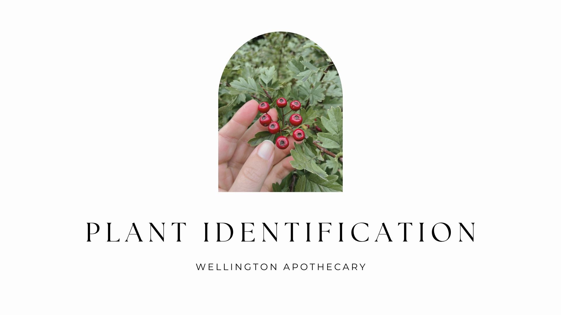 The cover of the Plant Identification e-book with an image of Hawthorn berries. 