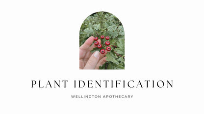 The cover of the Plant Identification e-book with an image of Hawthorn berries. 