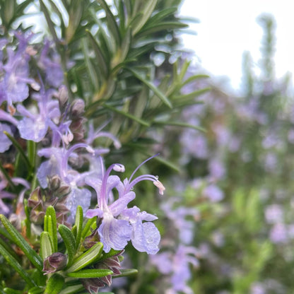 Delightful purple rosemary flowers growing on healthy rosemary bush. 