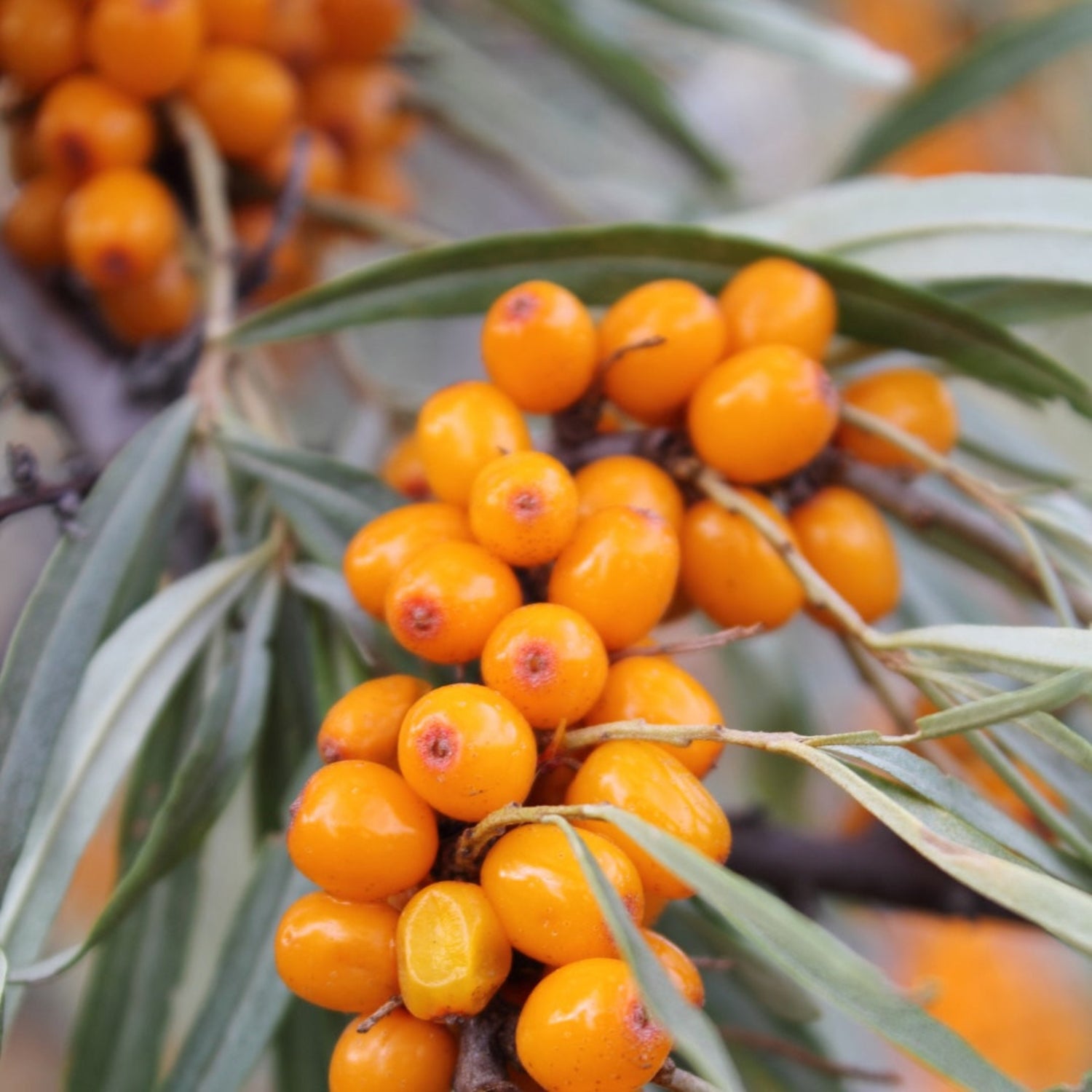 A bunch of ripe orange sea buckthorn berries. 