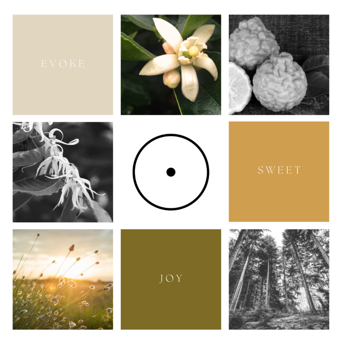 A nine grid collage with images of neroli, ylang ylang, pines and golden summer light, with the alchemical symbol for the sun in the centre.