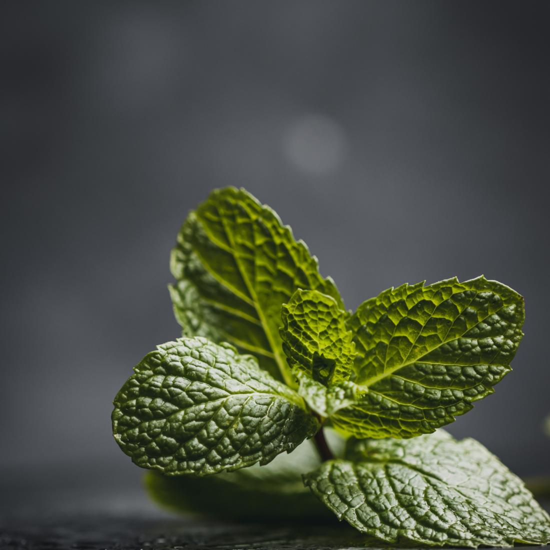 A sprig of spearmint on a bench with grey background. 