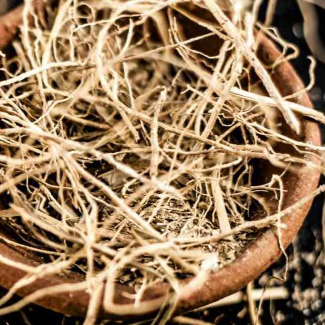 Dried strands of vetiver roots in a terracotta dish. 