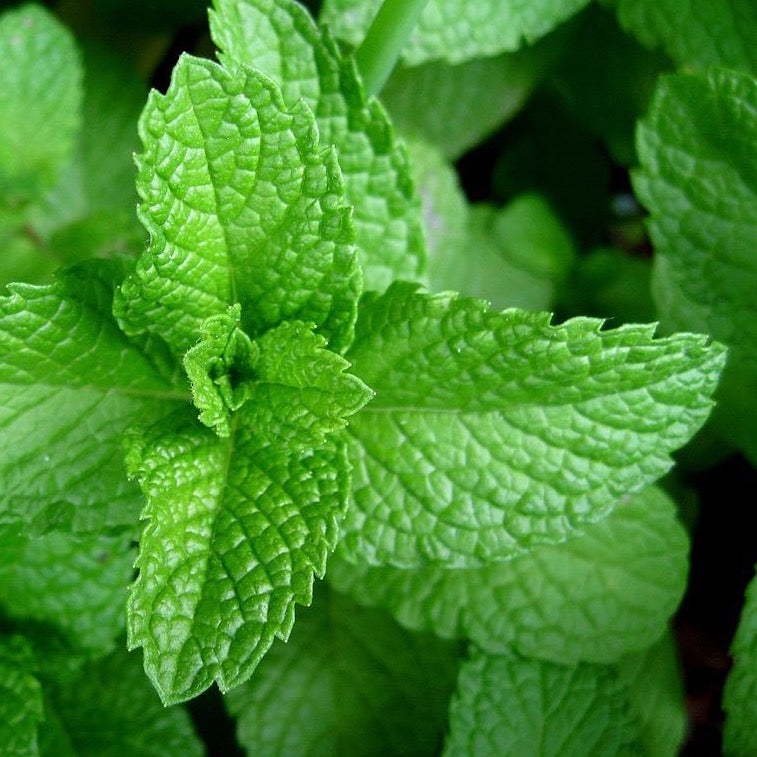 Lemon Balm Uplifting Herbal Tonic