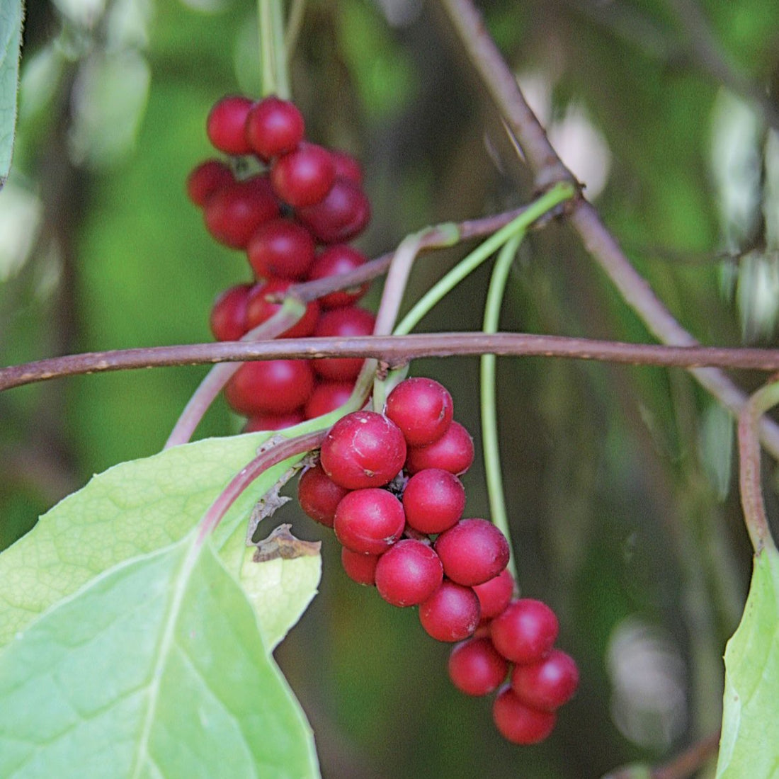 Schisandra Hepatic Herbal Tonic