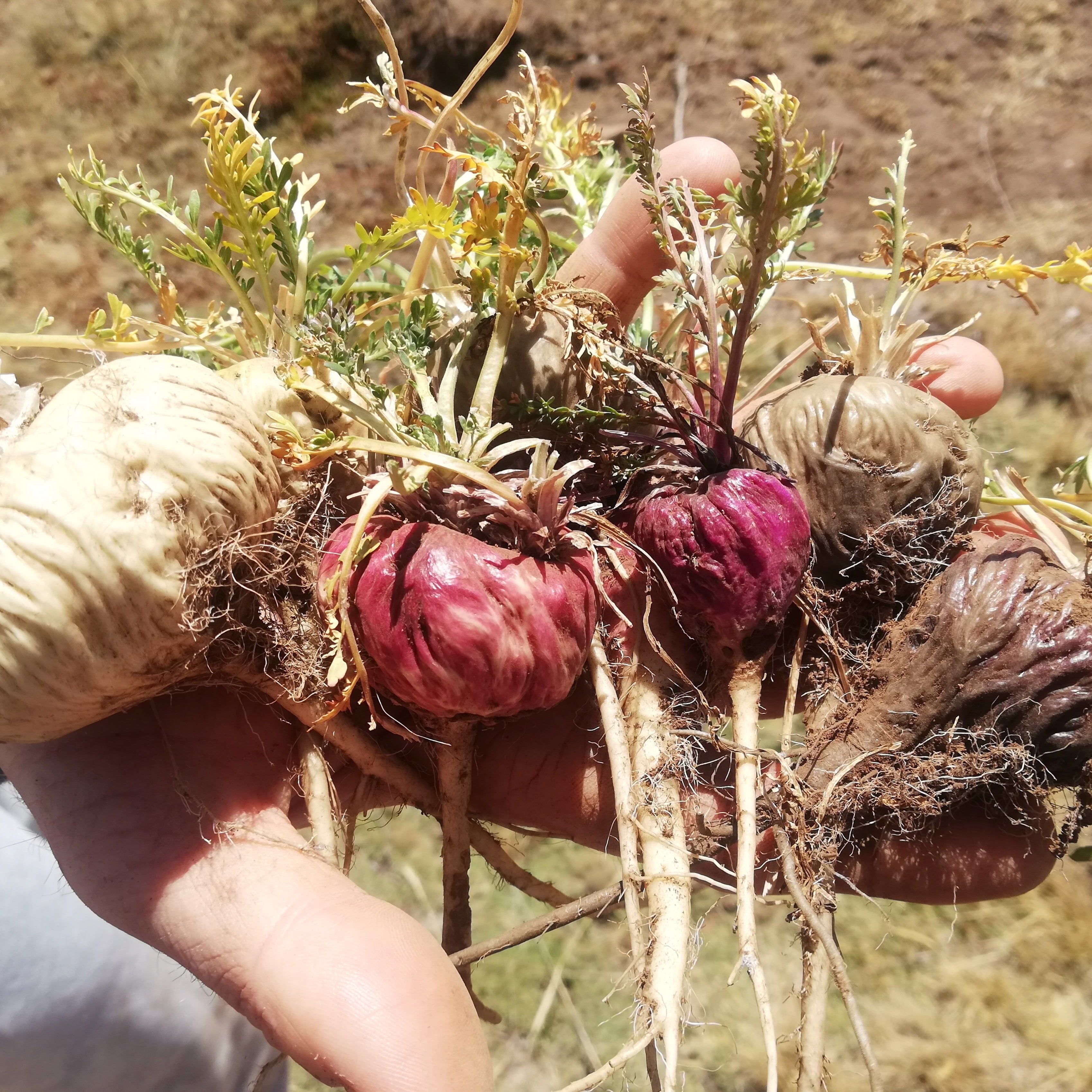 Maca Powder