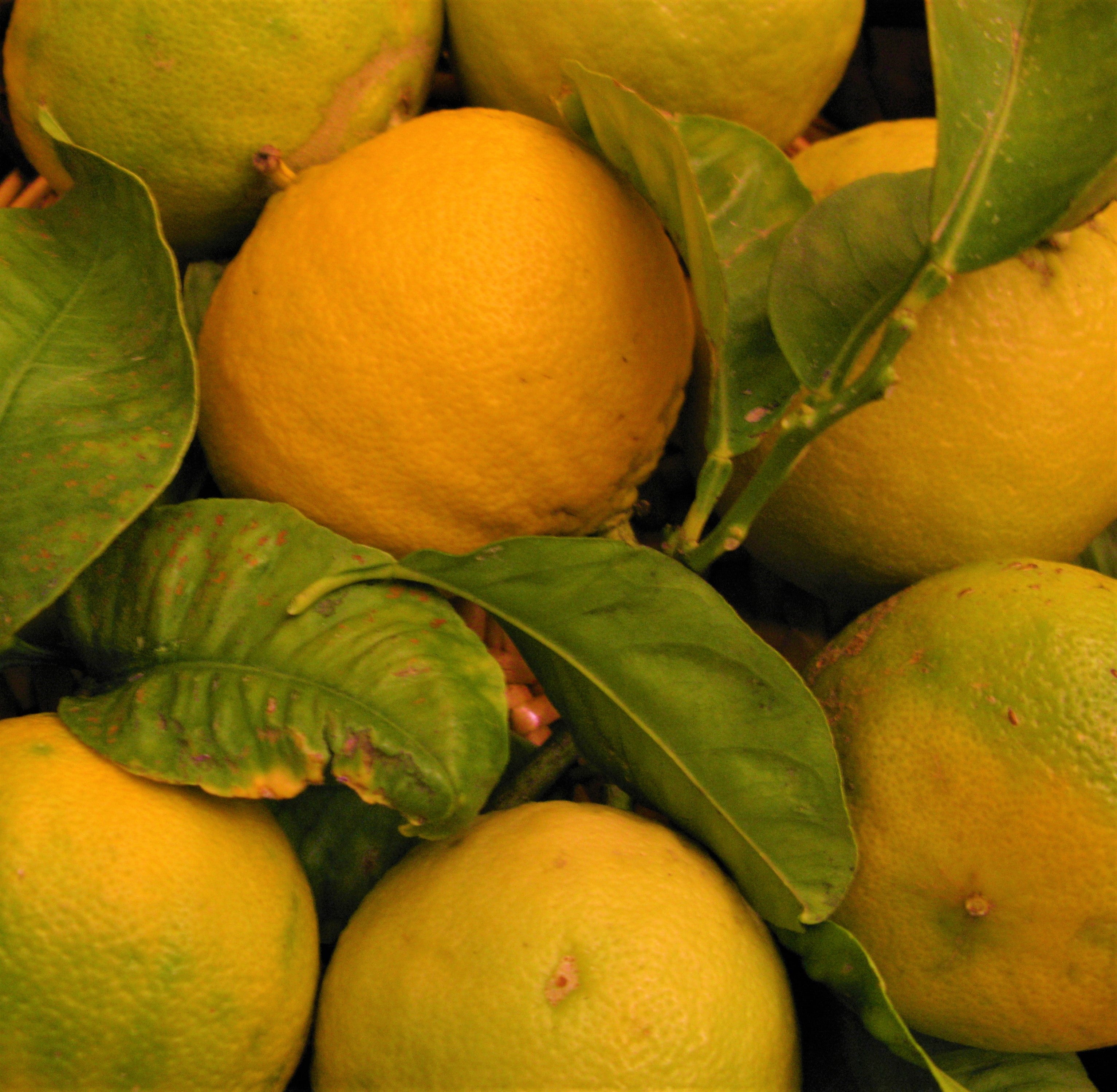 Bergamot Essential Oil