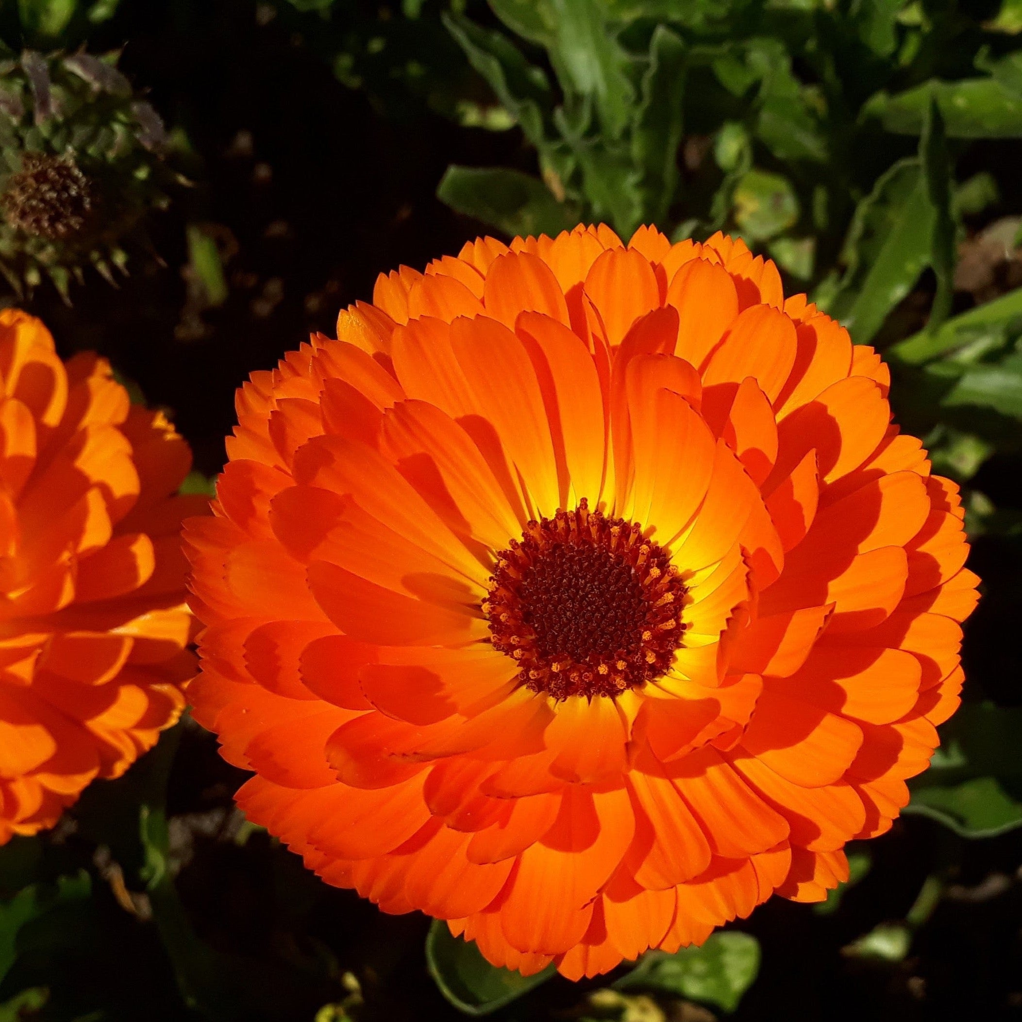 Calendula Tea