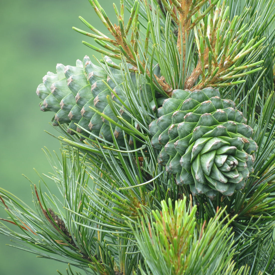 Close up of Cedarwood cones and needles growing outside in a forest. 