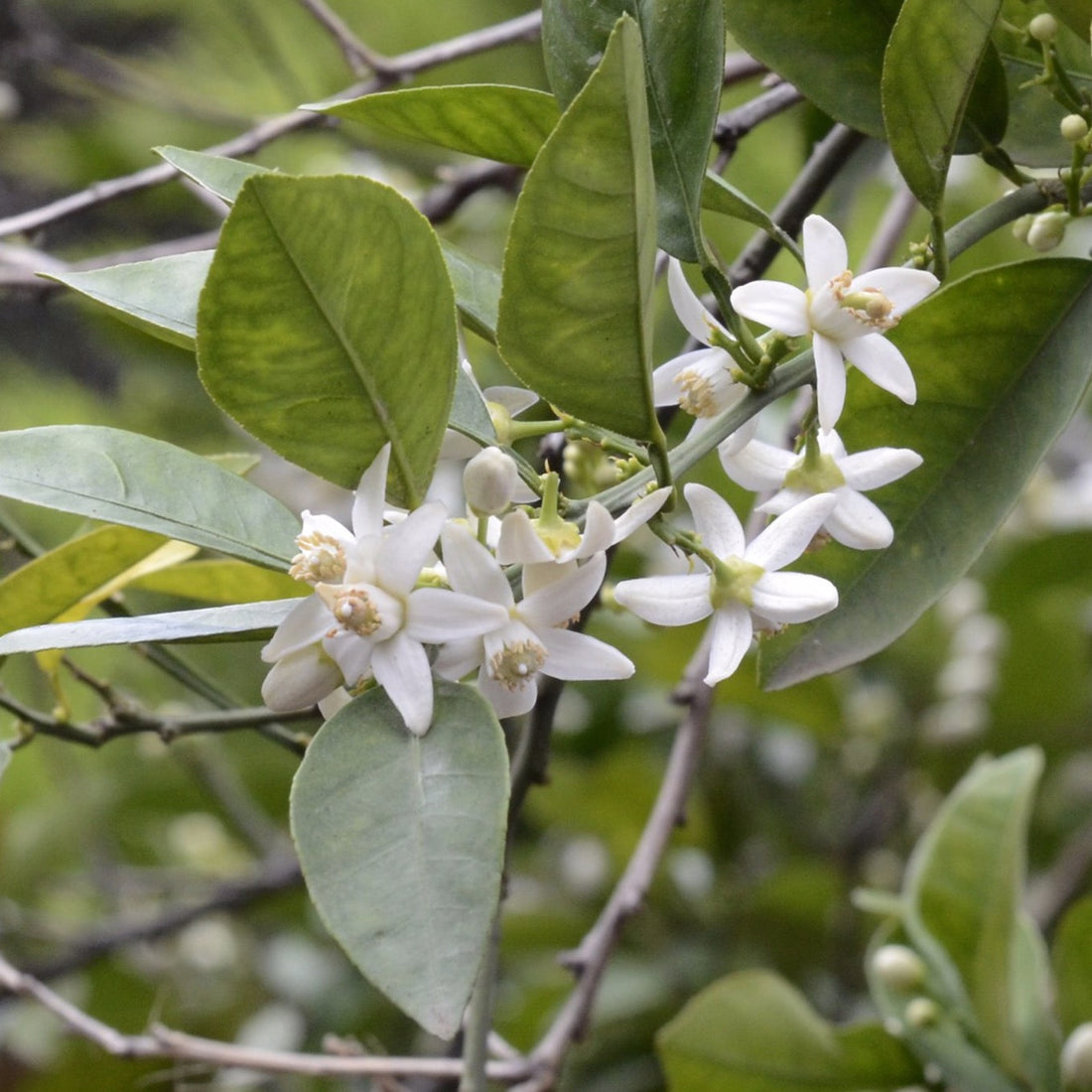 Cluster of white neroli blossoms growing on a branch coloured in green leaves. 