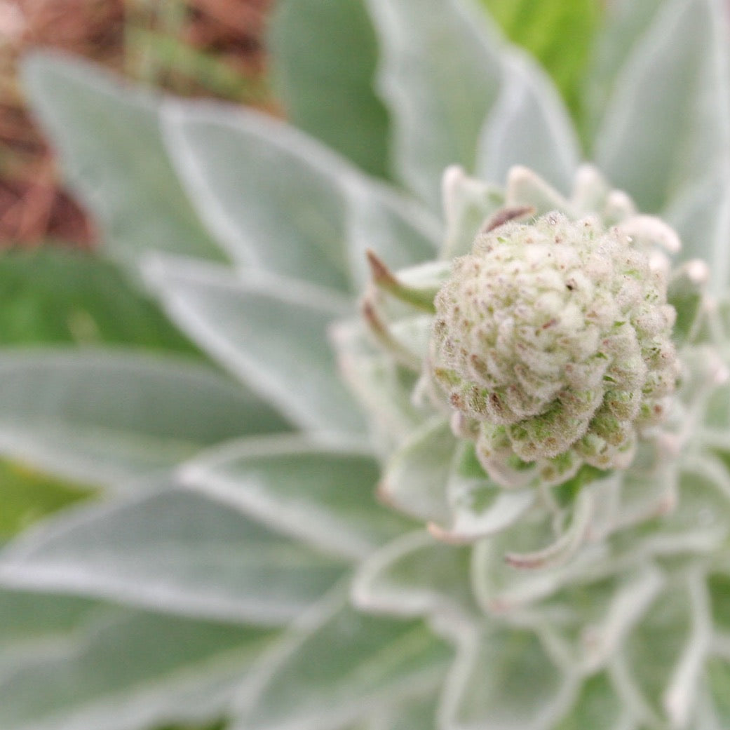 Mullein Tea