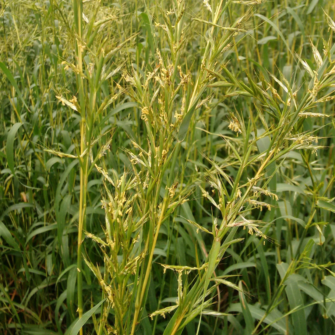 Palmarosa glass growing in a field. 