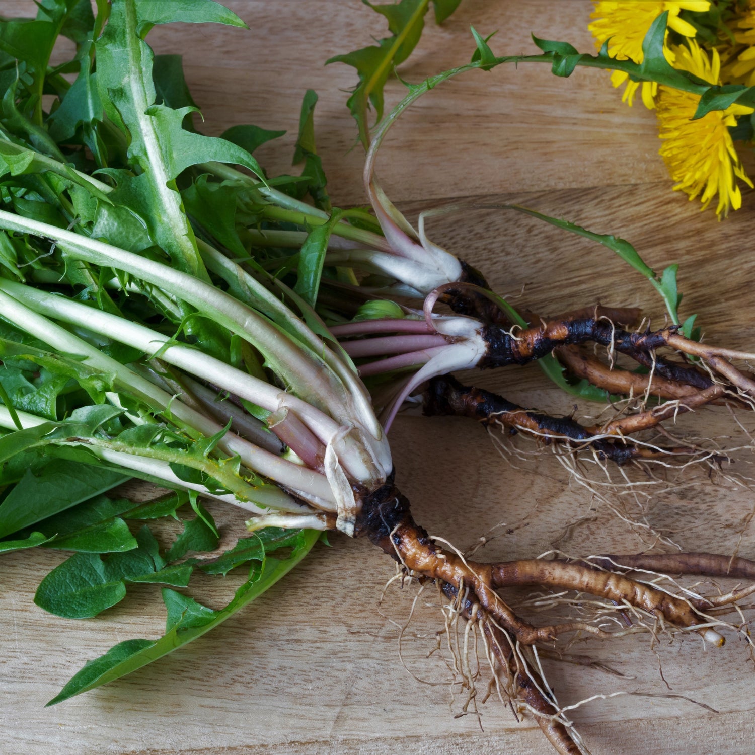 Dandelion Root Tea