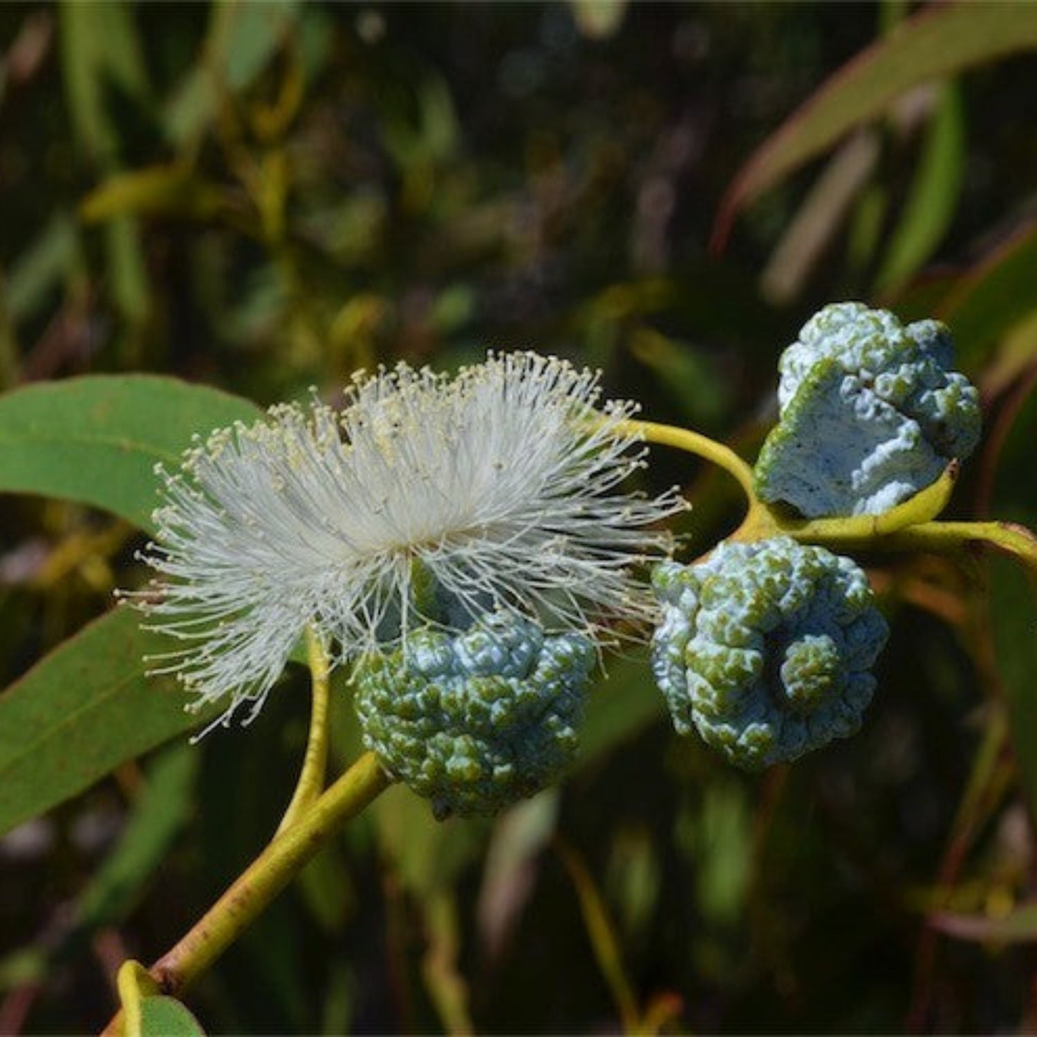 Eucalyptus blossom, buds and leaves.