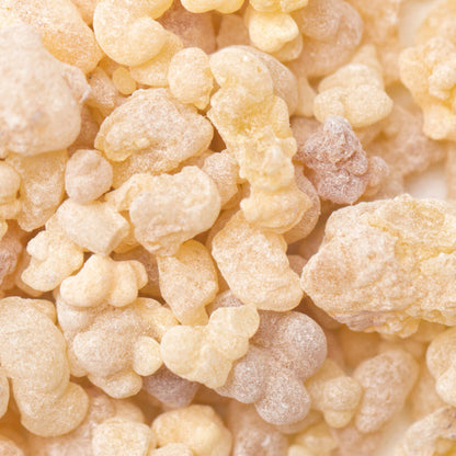 Close up of frankincense gum nuggets. 