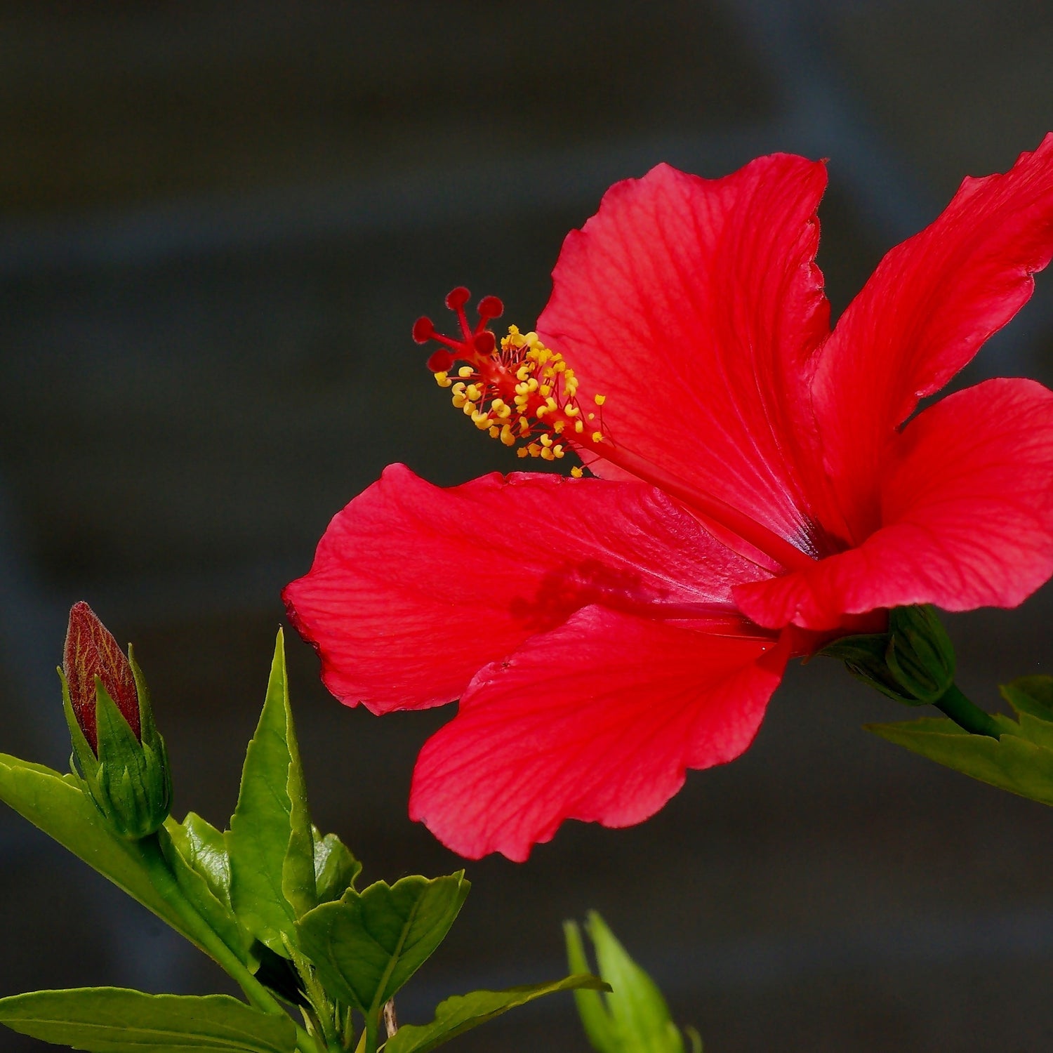 Hibiscus Tea