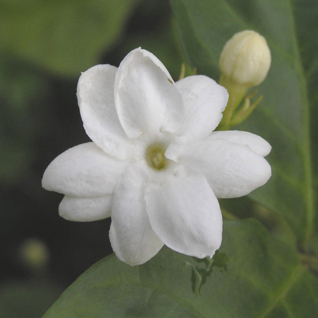 Close up of small white Jasmine flower with a blurred dark green background.