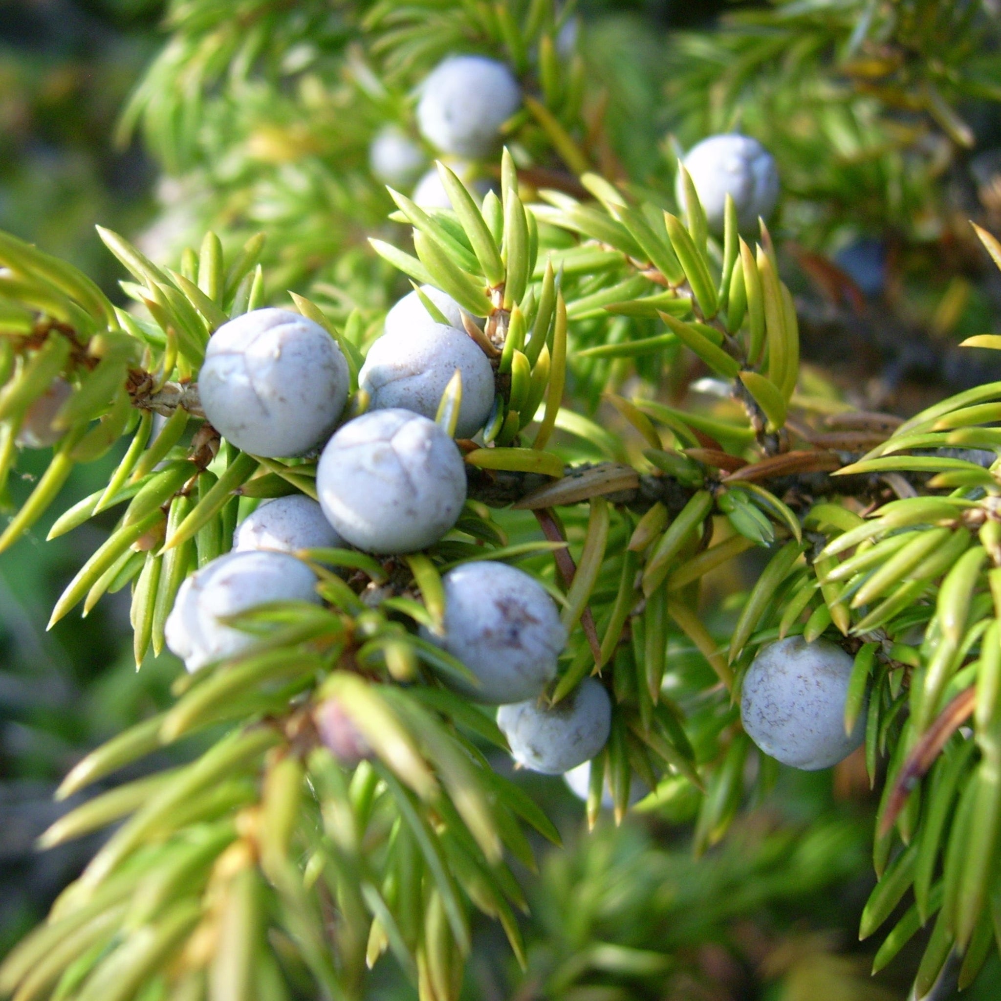 Close up of blue-grey juniper berries and fresh green juniper foliage.