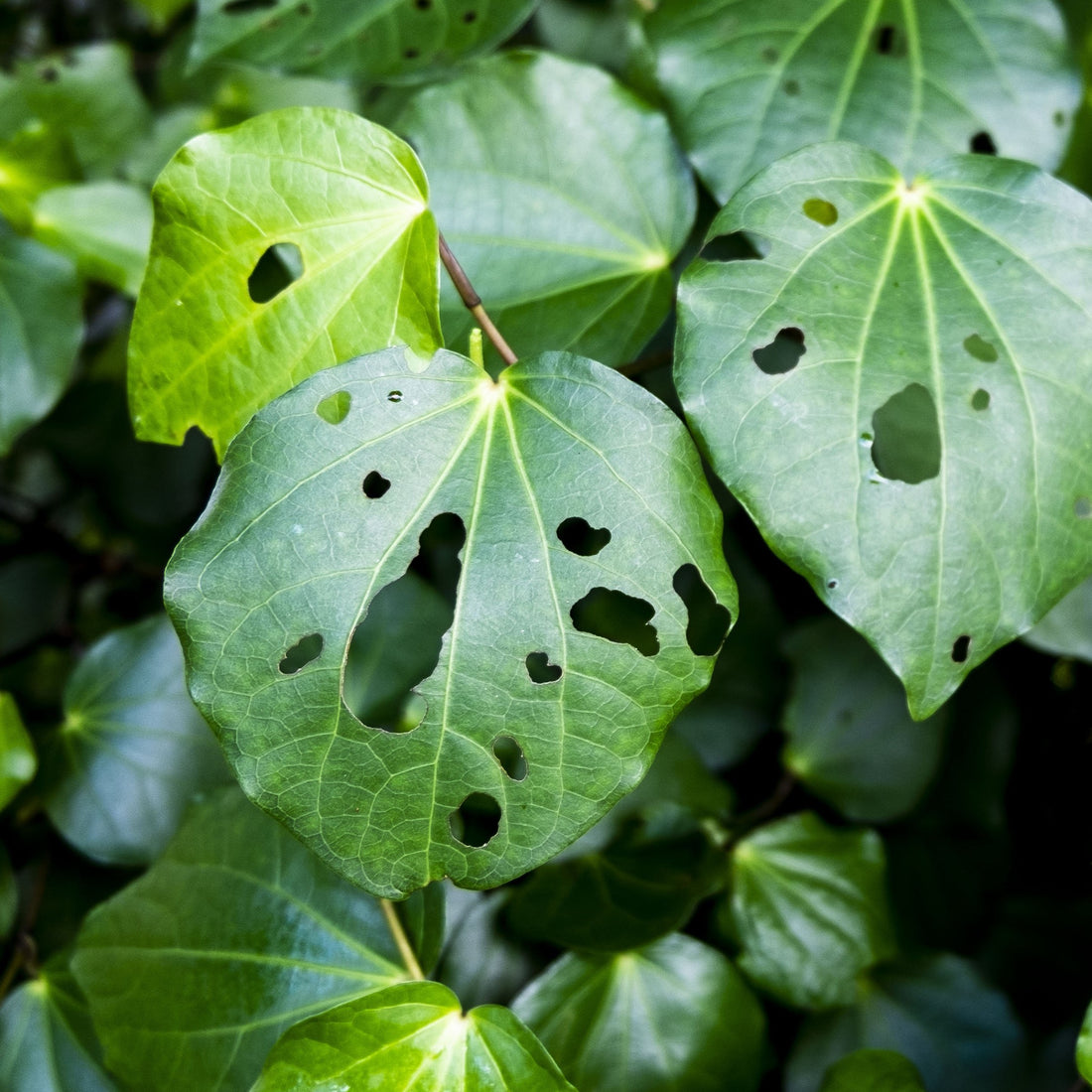 Kawakawa Infused Oil