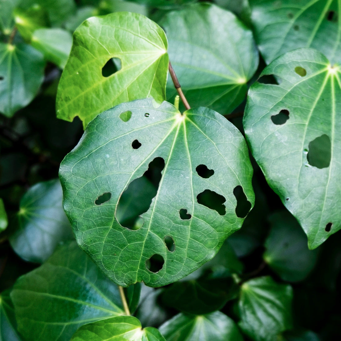 Kawakawa Purifying Herbal Tonic