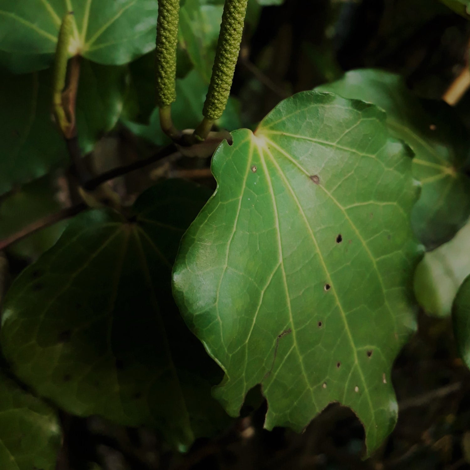 Wildcrafted Kawakawa Tea