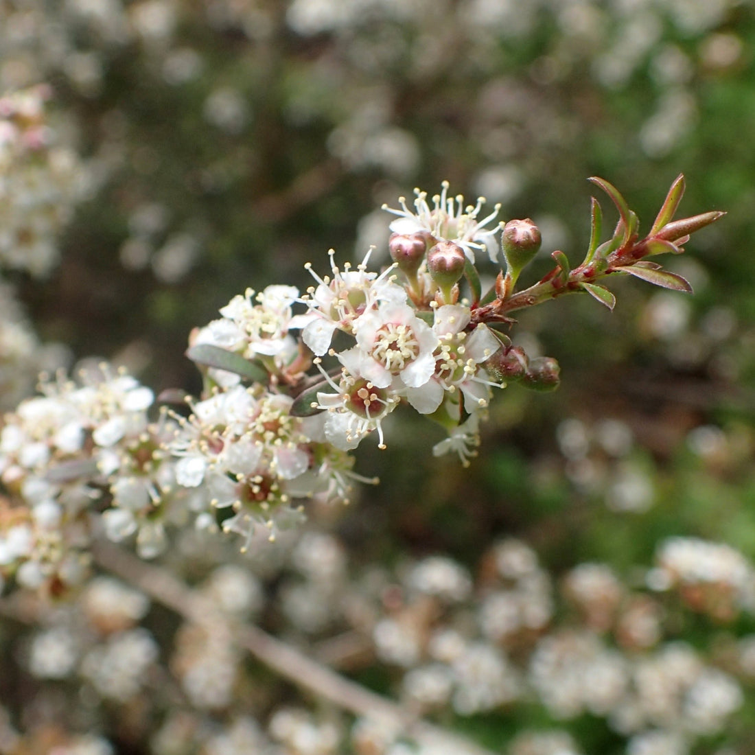 A cluster of tiny white kānuka flowers growing on a branch. 