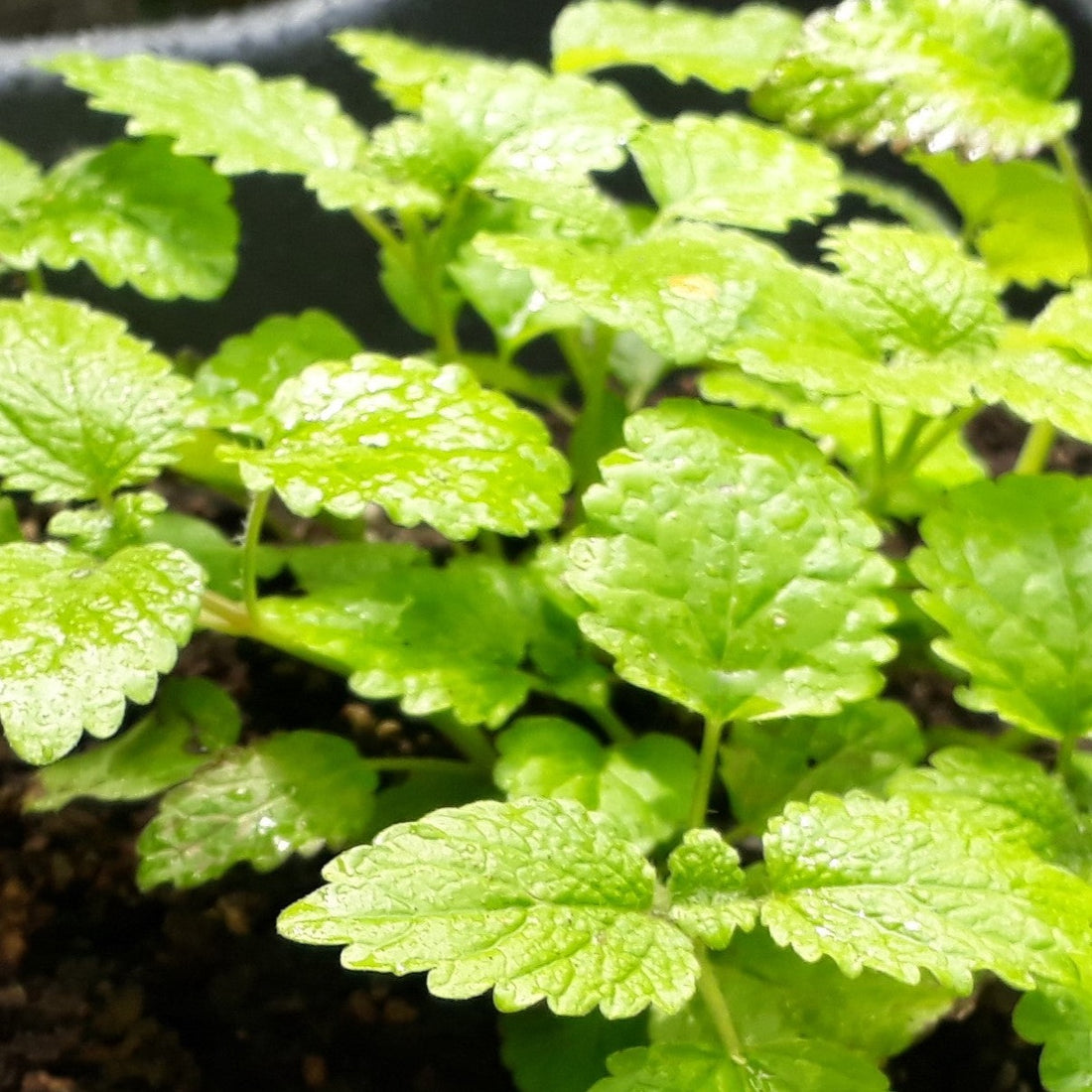 Lemon Balm Tea