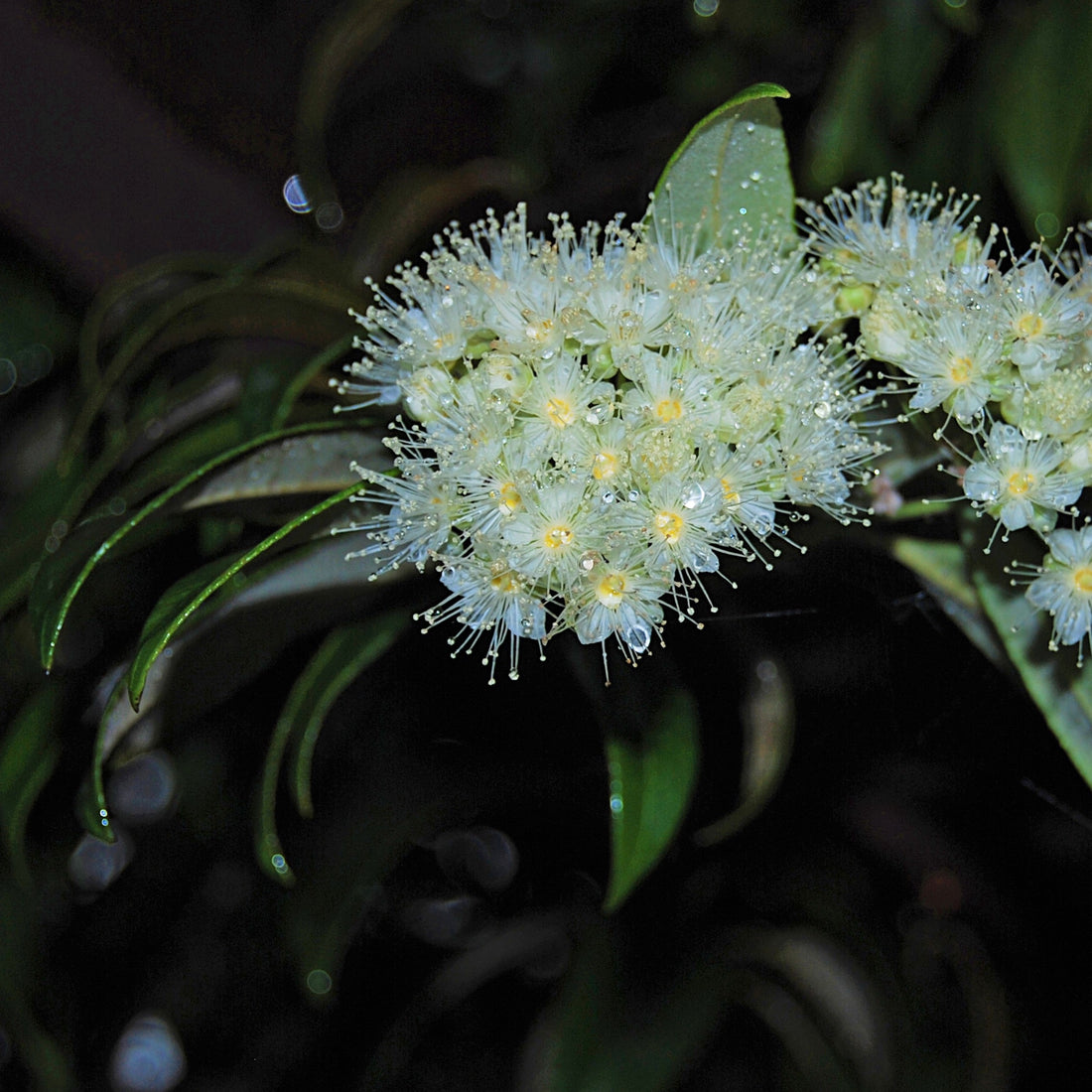 Lemon Myrtle Tea